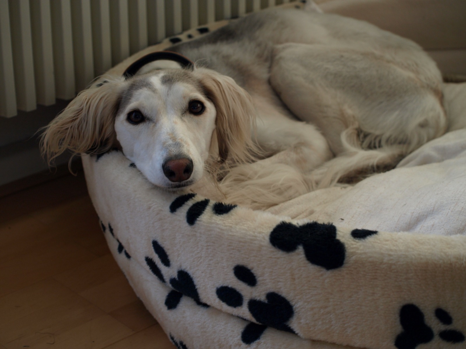 Saluki-Hündin: JEANNIE